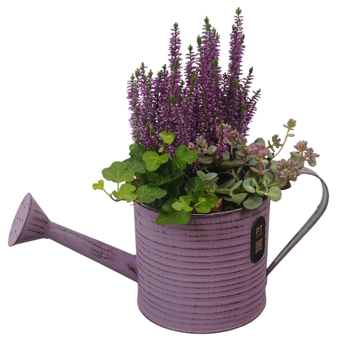 <h4>Arr.   Tuinplanten L%</h4>
