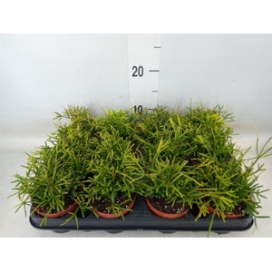 Rhipsalis baccifera 'Oasis'