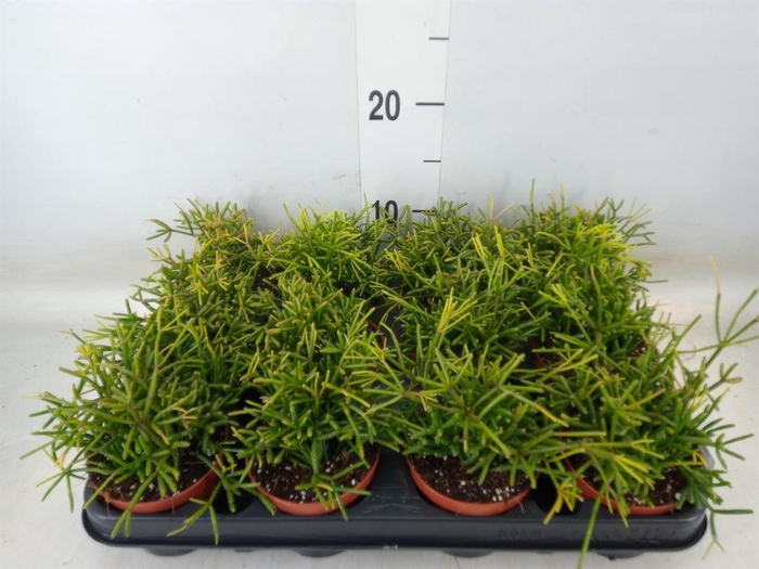 <h4>Rhipsalis baccifera 'Oasis'</h4>