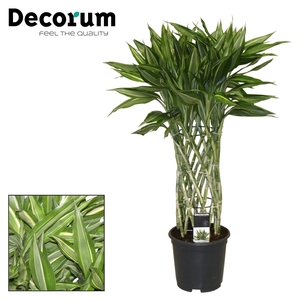 Dracaena Sanderiana victory 19 cm (Decorum)