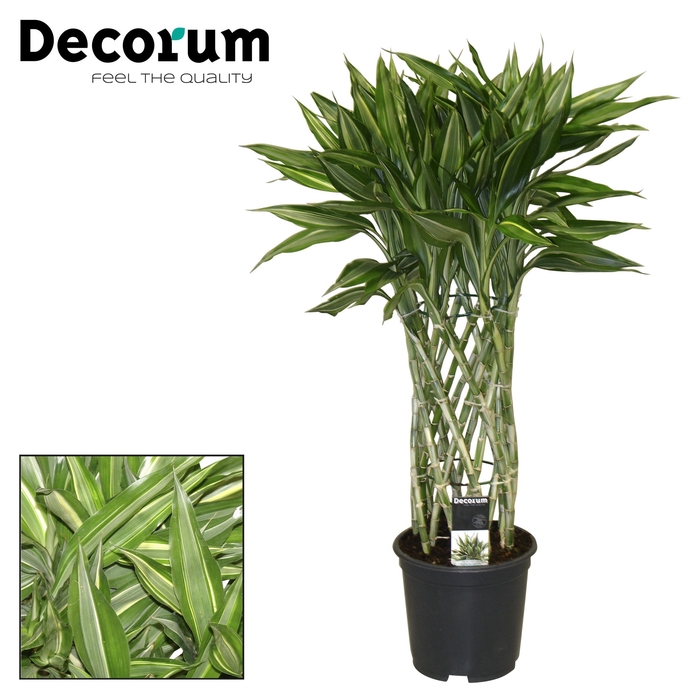 <h4>Dracaena Sanderiana victory 19 cm (Decorum)</h4>