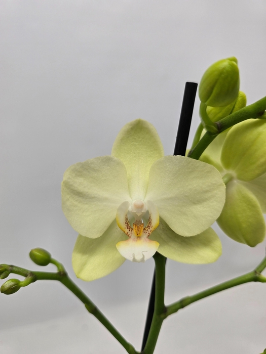 <h4>Limited 41 week 18</h4>