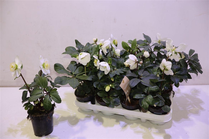 <h4>Hell Ni Chr Carol</h4>