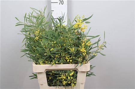 <h4>Acacia Bl Retino Bs</h4>