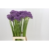Allium Violet Beauty