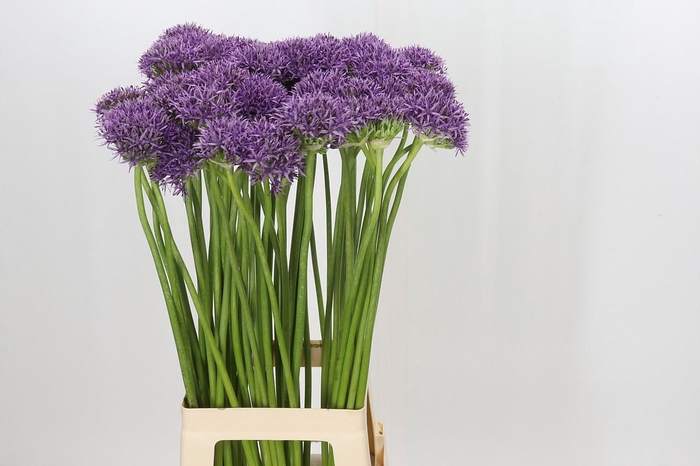 <h4>Allium Violet Beauty</h4>