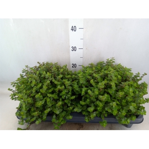 Callisia repens