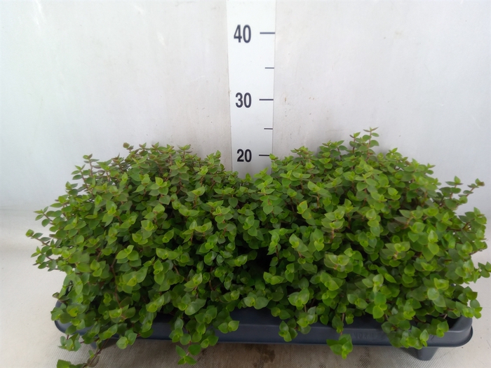 <h4>Callisia repens</h4>