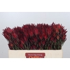 Leucadendron Blush Spray