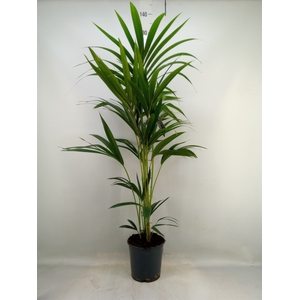 Howea forsteriana