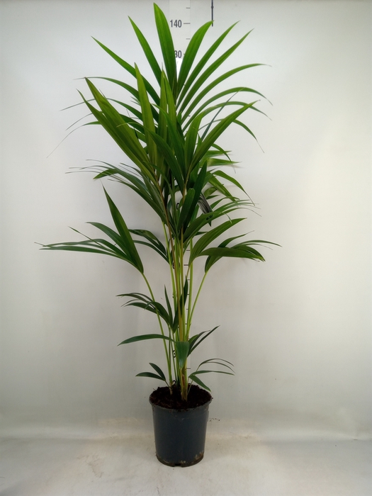 <h4>Howea forsteriana</h4>