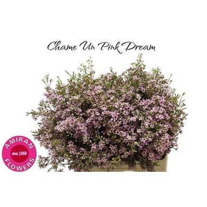 CHAME UN PINK DREAM