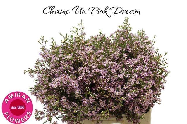 <h4>CHAME UN PINK DREAM</h4>