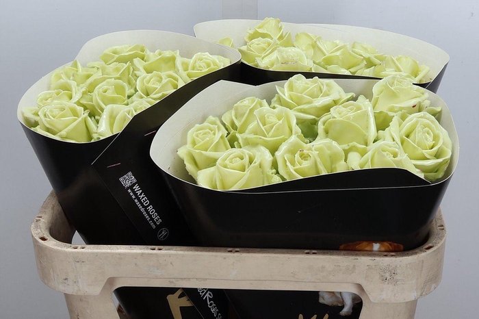 <h4>Wax-Rozen Wax Wit Zilver glitter</h4>