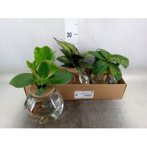 Planten  ..mix