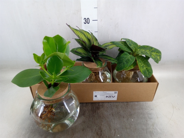 <h4>Planten  ..mix</h4>