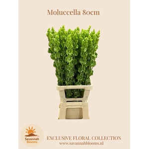 MOLUCCELLA STUK
