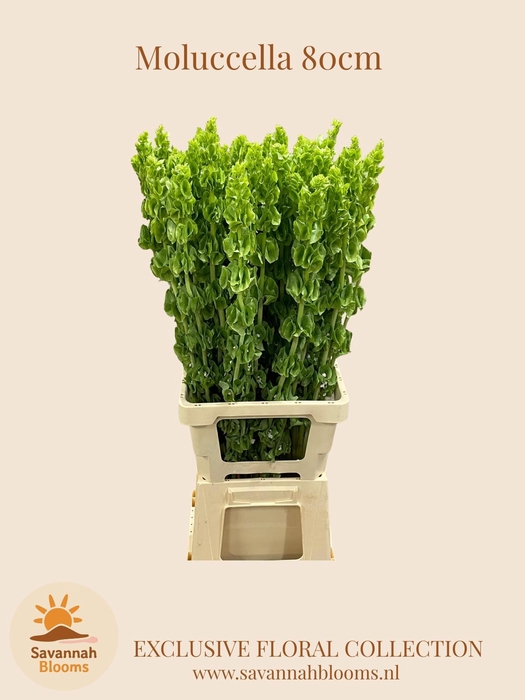 <h4>MOLUCCELLA STUK</h4>