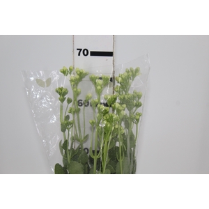 KALANCHOE DOBRADO CLEAR WHITE 060 CM