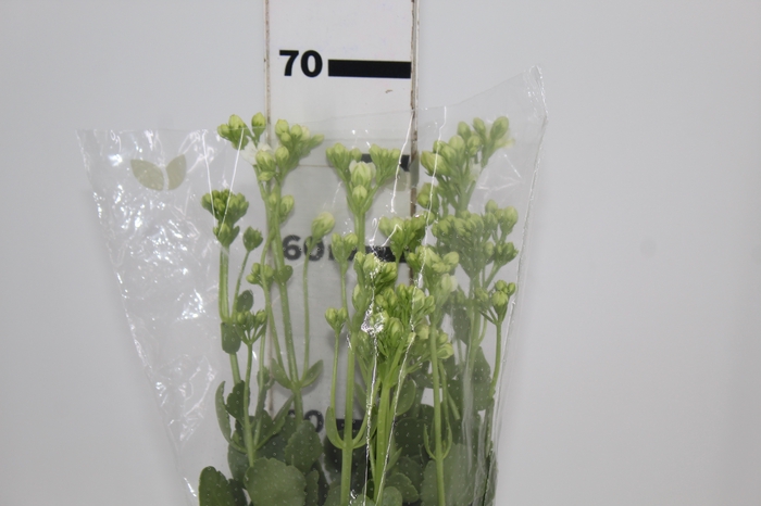 <h4>KALANCHOE DOBRADO CLEAR WHITE 060 CM</h4>