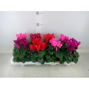 Cyclamen MD 'Allure'