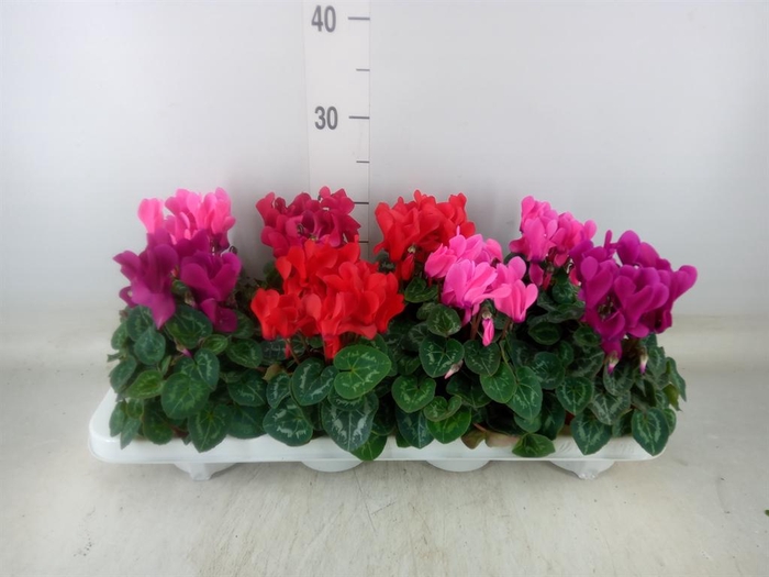 <h4>Cyclamen MD 'Allure'</h4>