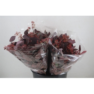 Euca Populus Berry Short Abs Red 150g Pbs