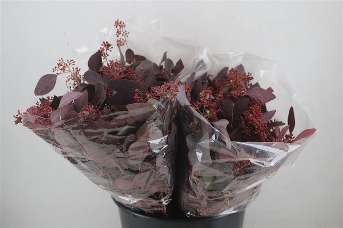 <h4>Euca Populus Berry Short Abs Red 150g Pbs</h4>