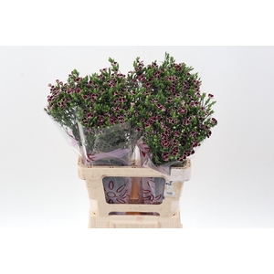 Di Raffin Petit Faye 60cm