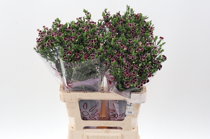 <h4>Di Raffin Petit Faye 60cm</h4>