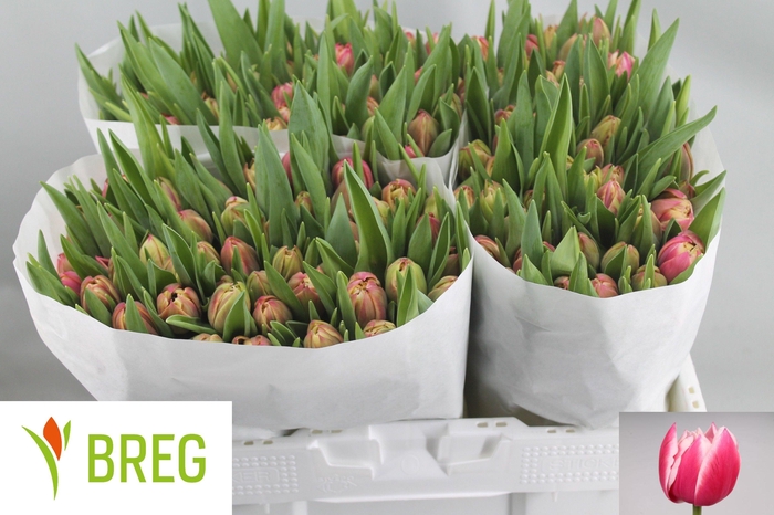 <h4>TU DU COLUMBUS</h4>