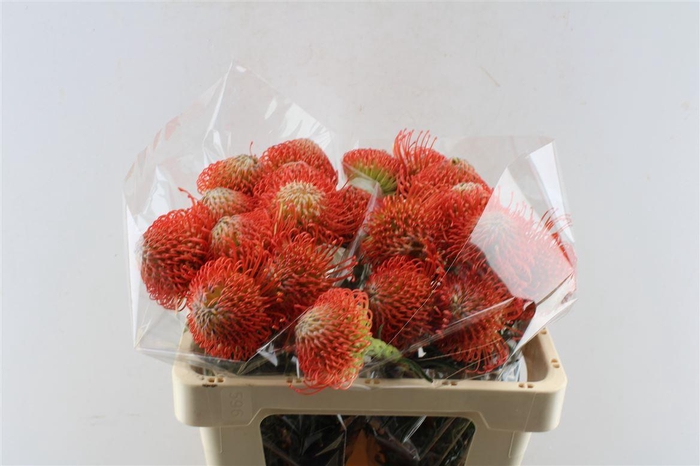 <h4>Leuco Co Succession</h4>