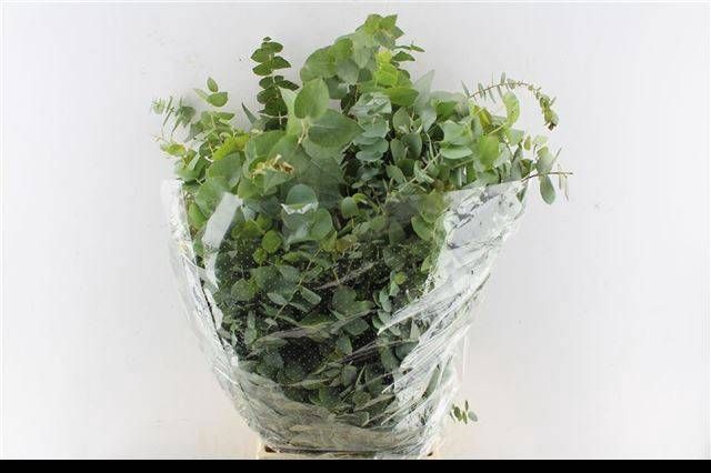 <h4>EUC OV BLAD BS</h4>