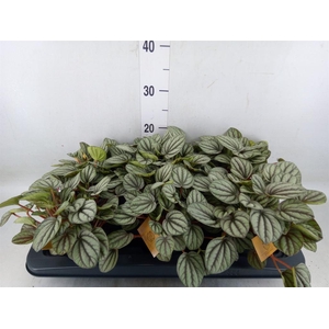 Peperomia