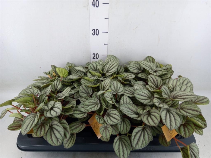 <h4>Peperomia</h4>