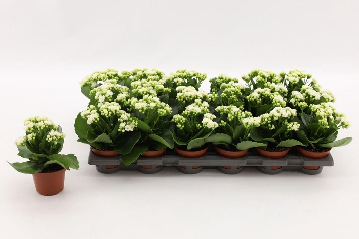 <h4>Kalanchoe Calandiva White</h4>