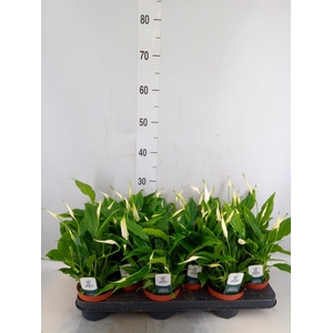 Spathiphyllum  'Chopin'