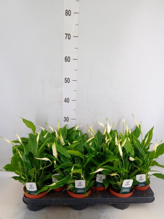 <h4>Spathiphyllum  'Chopin'</h4>