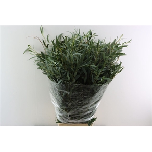 Euca Parvifolia 400gr P Bunch