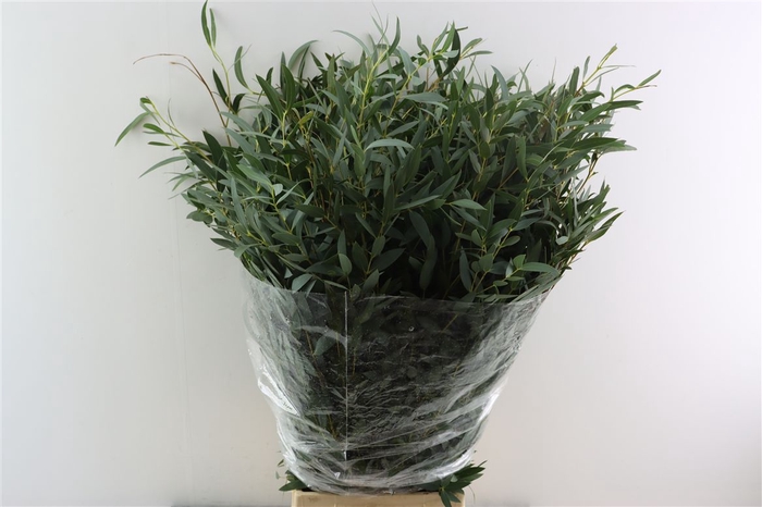 <h4>Euca Parvifolia 400gr P Bunch</h4>
