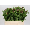 Paeonia Red Charm