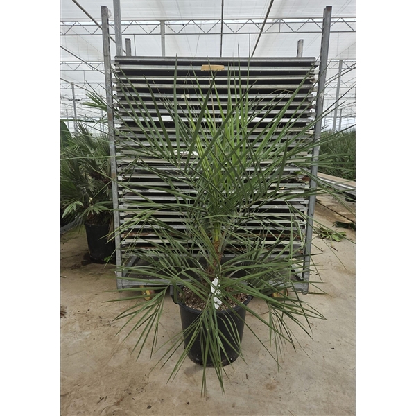 <h4>Butia capitata</h4>