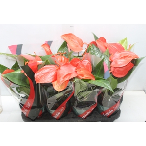 ANTHURIUM SCHERZERIANUM CHRISTINE P15