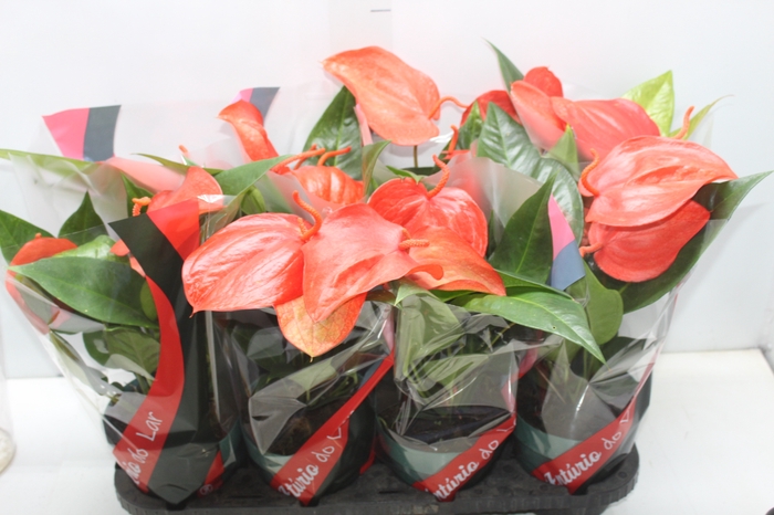 <h4>ANTHURIUM SCHERZERIANUM CHRISTINE P15</h4>
