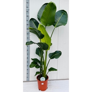 STRELITZIA NICOLAI