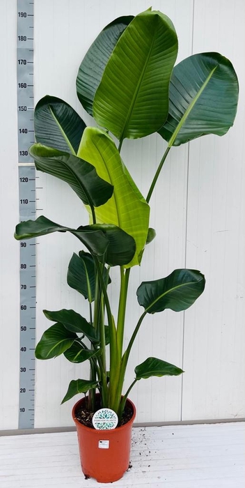 <h4>STRELITZIA NICOLAI</h4>