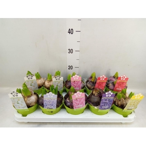 Hyacinthus orie. 'Pearl'  ...mix  5