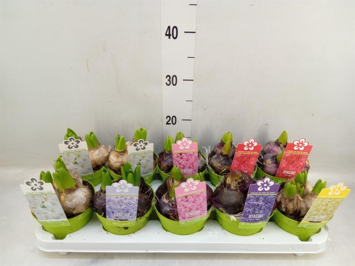 <h4>Hyacinthus orie. 'Pearl'  ...mix  5</h4>