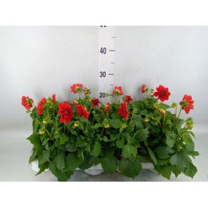 Dahlia  'Dahlietta Anna'