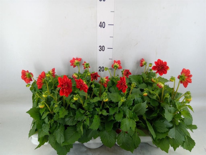 <h4>Dahlia  'Dahlietta Anna'</h4>